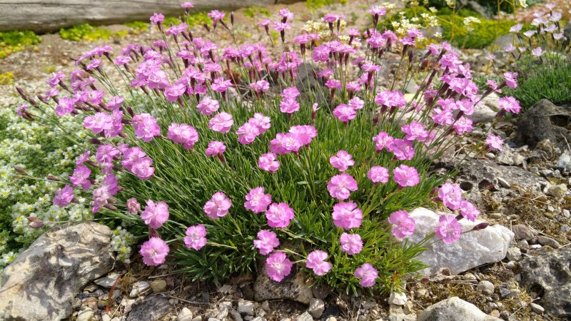 Dianthus 'Pink Jewel'